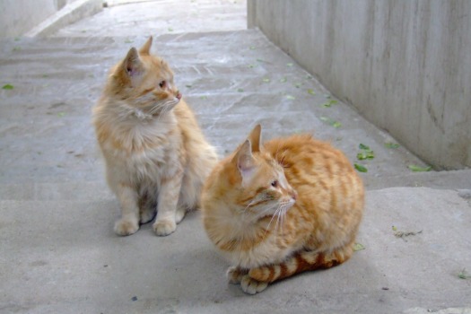 Some beautiful cats guarding the old city of Baku. Many wild cats can be found around in Baku so I guess the living conditions for cats most be top class.