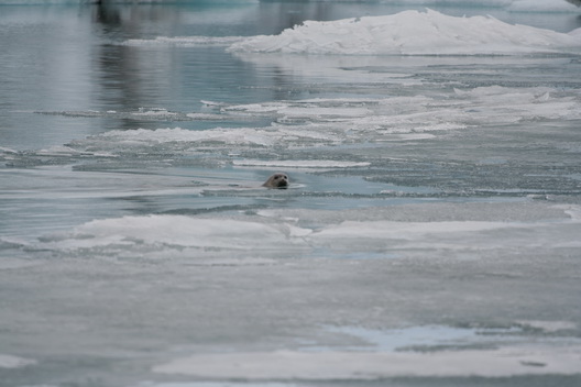 A seal at Jökulsarlon - 2008