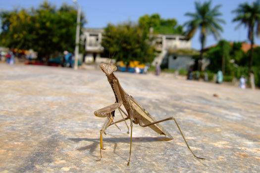 A mantis I managed to take snap-shots of in front of the parliament in Bissau. It was not moving at all except for some strange regular shaking of its body. It observed me with as a great an interest as I observed it:-)
